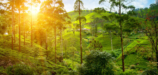 Tea plantation on the slopes of the mountains and a beautiful sun rise. Sri Lanka. Wide photo.