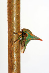 Thorn Bug // Dornzikade  (Umbonia crassicornis) - South America - obrazy, fototapety, plakaty