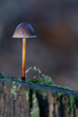 Mycena leptocephala - Nitrous bonnet - Bonnet nitreux - Mycène chlorée - Mycène à chair mince