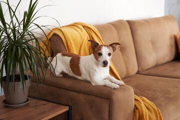 A Jack Russell Terrier dog ponders on the couch, amidst cozy home decor. Pet indoors