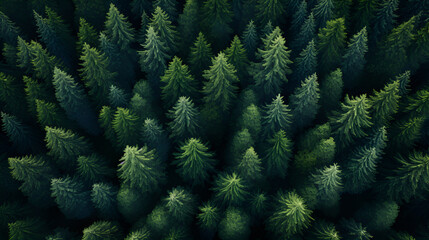aerial view of pine forest and spruce trees.