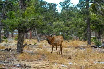 Hornless big deer eats dry grass in the Grand Canyon area, Arizona USA