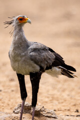 Secretary bird in (Sagittarius serpentarius) the Kgalagadi Transfrontier Park