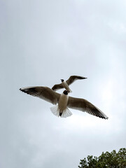 seagulls in flight
