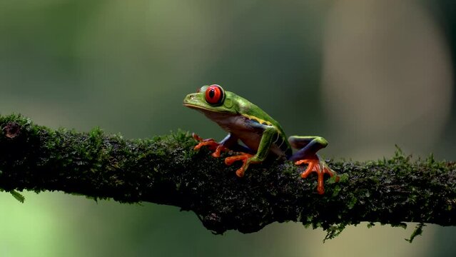 Red-eyed tree frog in the rainforest of Costa Rica 