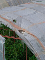 Kot siedzący na dachu szklarni  - obrazy, fototapety, plakaty