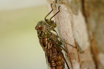 Cicadas are well-known for their loud, buzzing calls produced by males to attract mates. These insects have an intriguing life cycle, spending most of their lives underground as nymphs|蟬