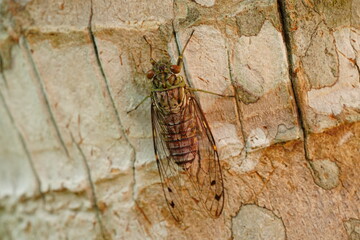 Cicadas are well-known for their loud, buzzing calls produced by males to attract mates. These...