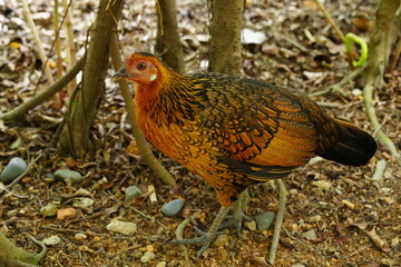 Feral chickens are domesticated chickens that have returned to a wild state. These birds are descendants of domestic poultry that have either escaped from farms or have been intentionally released. 