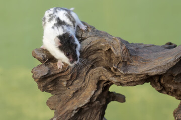 A Campbell panda hamster is hunting for termites in a rotting tree trunk. This rodent mammal has...