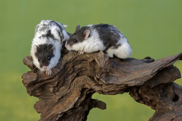 A pair of Campbell panda hamsters are hunting for termites in a rotting tree trunk. This rodent mammal has the scientific name Phodopus campbelli.