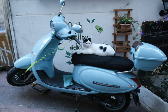 Istanbul, Turkey - October 21, 2023: A baby blue colored Arora Cappucino 125 at a street of Istanbul. A cute tuxedo cat is resting on the seat.