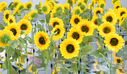 Bright yellow decorative sunflowers growing indoor, greenhouse