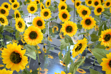 Bright yellow decorative sunflowers growing indoor, greenhouse