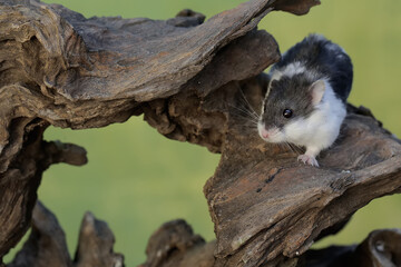 A Campbell panda hamster is hunting for termites in a rotting tree trunk. This rodent mammal has the scientific name Phodopus campbelli.