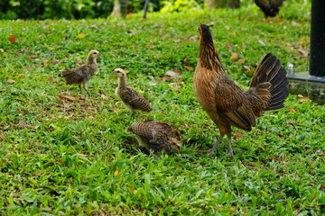 mother Hen with Her Baby Chicks