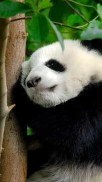 Giant panda bear cub on a tree. Chengdu, Sichuan, China