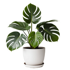 plant in pot On transparent background PNG file. 