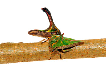 Dornzikade // Thorn Bug (Umbonia crassicornis) - Südamerika - obrazy, fototapety, plakaty