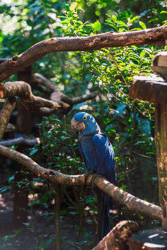 Vibrant blue parrot with striking yellow rings around its eyes sitting on wooden branch in the heart of the Parana, Brazil rainforest