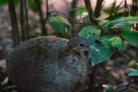 Solitary tinamou brown bird in lush forest habitat, amidst the greenery of the Parana rainforest in Brazil