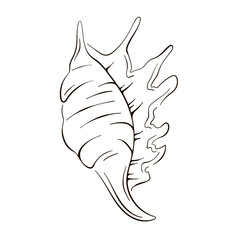 Hand drawn seashell logo in line art style. Vector illustration isolated on a white background.