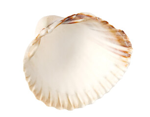 Sea shell  isolated on white, clipping pat 