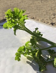A Vibrant Green tomato Plant Basking in Sunlight on a White Surface in an Outdoor Setting