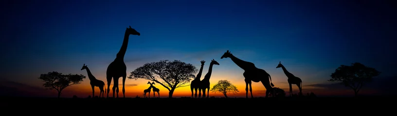 Tuinposter Panorama silhouette Giraffe family and tree in africa with sunset.Tree silhouetted against a setting sun.Typical african sunset with acacia trees in Masai Mara, Kenya © noon@photo
