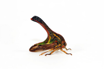 Dornzikade // Thorn Bug (Umbonia crassicornis) - Südamerika - obrazy, fototapety, plakaty