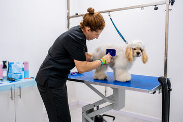Female groomer brushing American cocker spaniel hairs in grooming salon