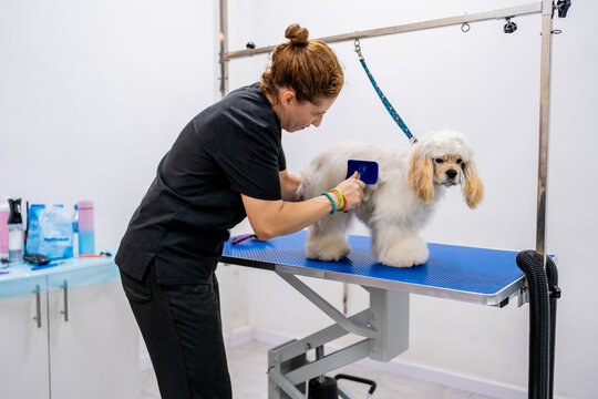 Female groomer brushing American cocker spaniel hairs in grooming salon