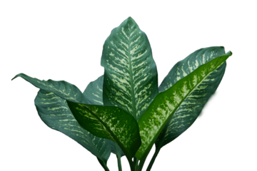 Dieffenbachia seguine, Dumb cane has beautiful pattern of green and white colors large leaves with water drops, in rainy season. Isolated on white background, PNG, transparent.