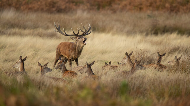 Red Deer bellowing among does and reeds in Autumn in the United Kingdom
