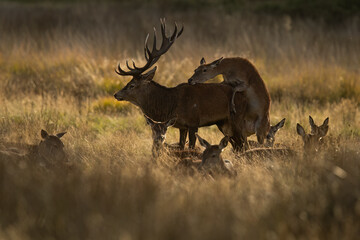 Stag Amidst Its Herd in Twilight in the United Kingdom