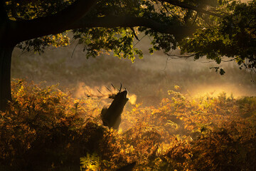 Stag bellowing in Autumn Sunrise in the United Kingdom