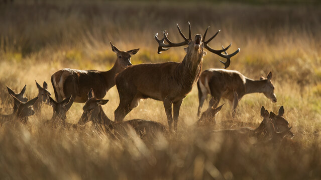 Red Deer bellowing among does and golden reeds in Autumn in the United Kingdom
