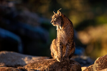Iberian Lynx sitting atop a sunlit rock in twilight