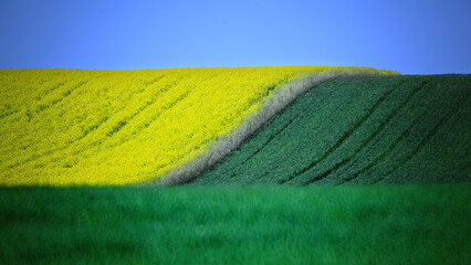 Dynamic contrast of vivid yellow rapeseed fields against rich green grass under a deep blue sky, creating a layered landscape