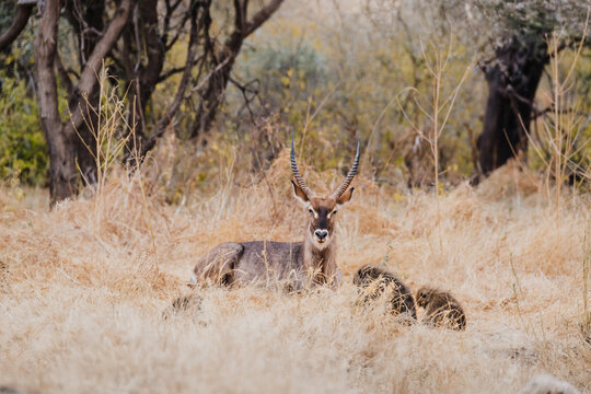 Waterbuck Resting in the Savanna with monkeys