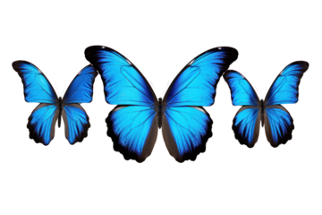 Blue tropical butterfly on a transparent background. Isolated.