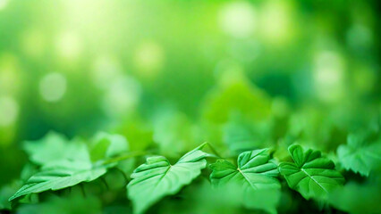 Close up view of green leaves on blurred greenery background with bokeh.