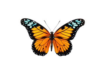 Fototapeta premium Set of rainbow colored butterflies spreading wings ,On a transparent background. Isolated.
