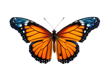 Set of rainbow colored butterflies spreading wings ,On a transparent background. Isolated.