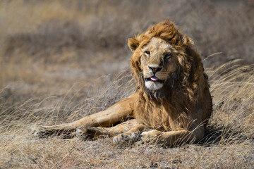 Male lion resting on dry grass in savannah of Tanzania. closeup portrait