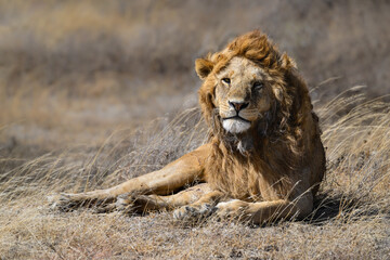 Male lion resting on dry grass in savannah of Tanzania. closeup portrait