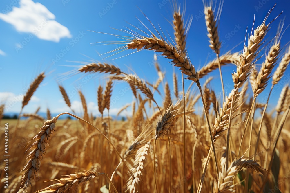 Poster a close up of a wheat field with a blue sky in the background and a few clouds in the middle of the 