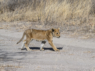 Lion cub walking on the road in Serengeti National Park in Tanzania