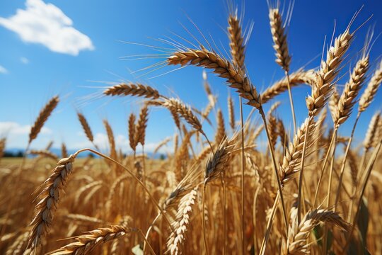  a close up of a wheat field with a blue sky in the background and a few clouds in the middle of the picture, with only one cloud in the foreground.