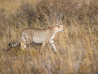 Cheetah walking in dry grass in savannah of Tanzania, portrait